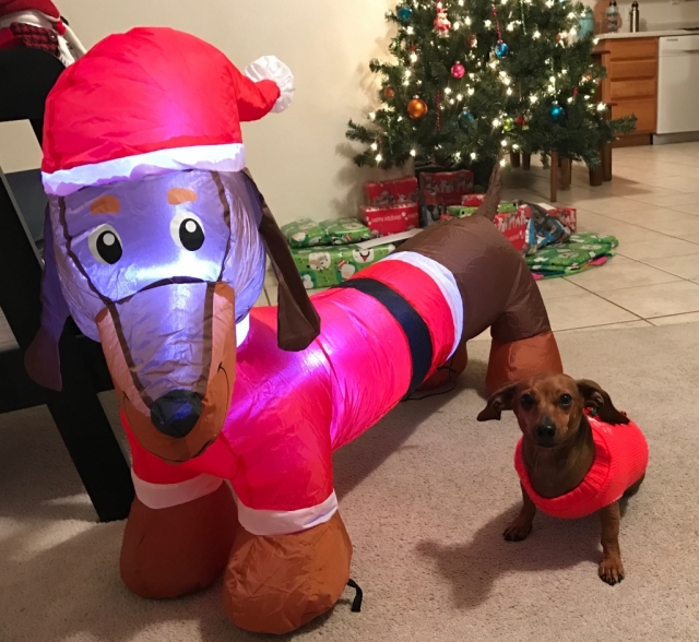Sage Weenie at Christmas