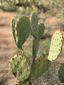 Arizona Cactus