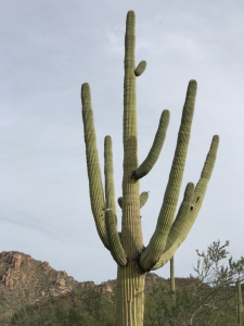 Tall-Cactus-in-Arizona