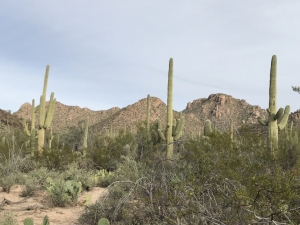 Cactus-in-Tucson-Arizona