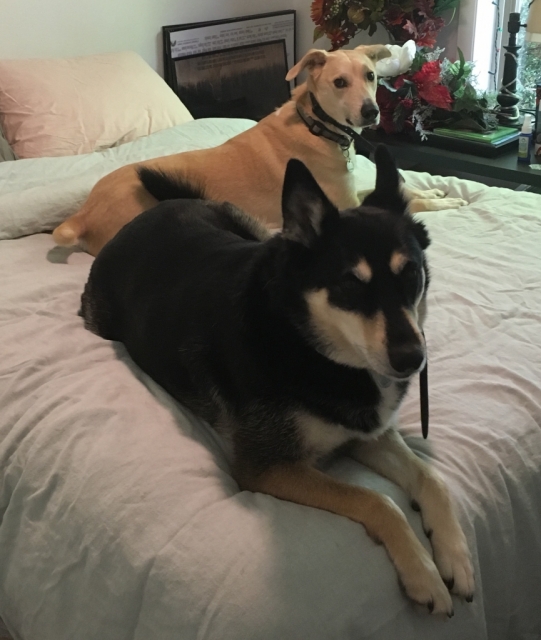 Granddogs-Dagger-and-Ellie-with-Jackie-Bolhuis Granddogs-Dagger-and-Ellie-with-Jackie-Bolhuis