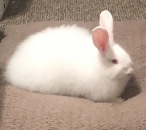 White-bunny-with-pink-ears-and-eyes White-bunny-with-pink-ears-and-eyes